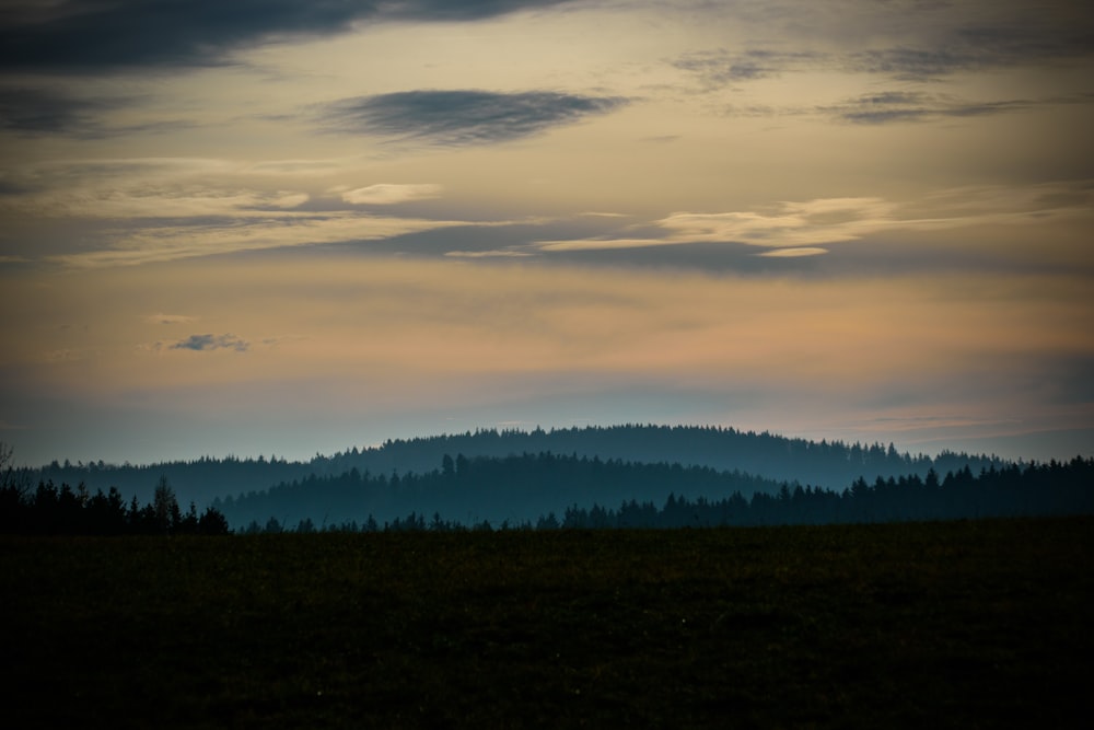 silhouette of trees during sunset