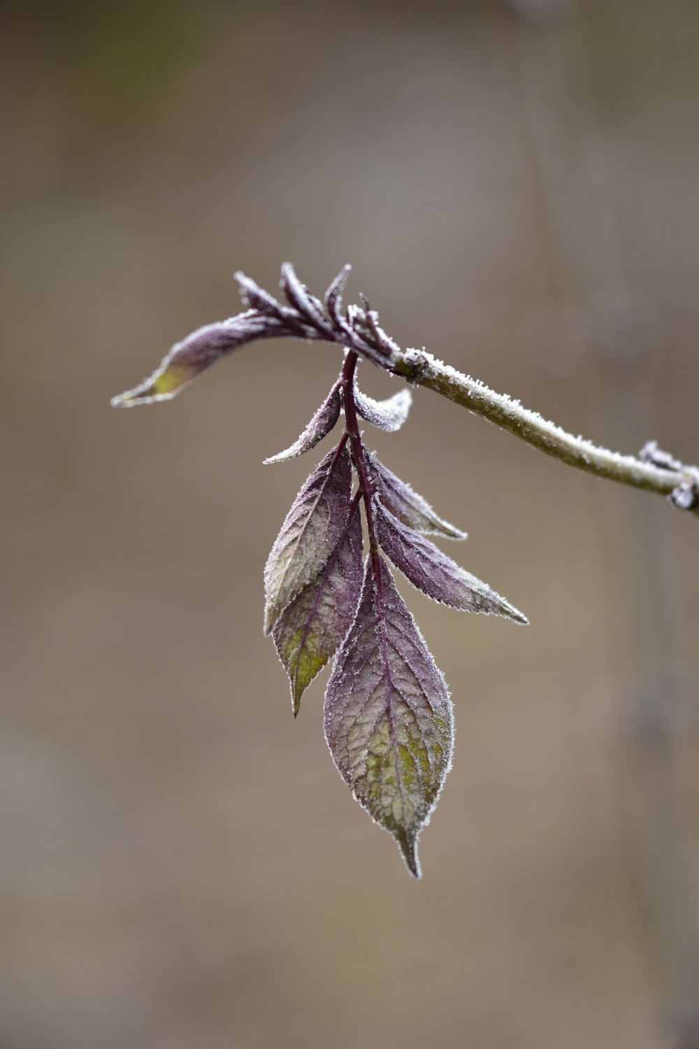 purple and green plant in tilt shift lens