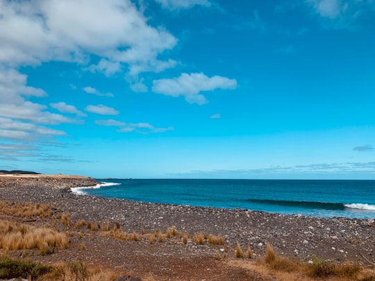 green grass field near body of water during daytime in King Island Australia