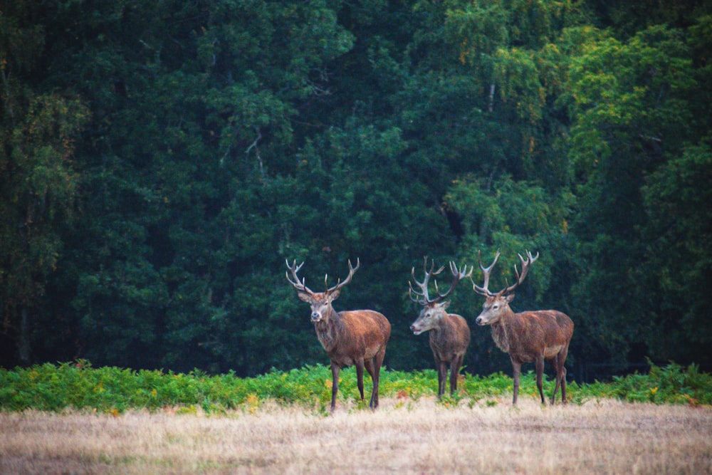 brown deer on green grass field during daytime