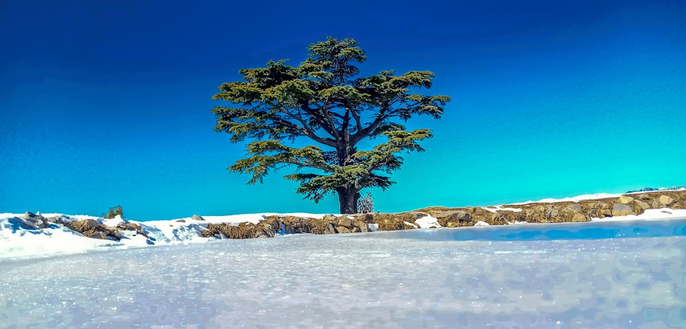 green tree on white snow field under blue sky during daytime