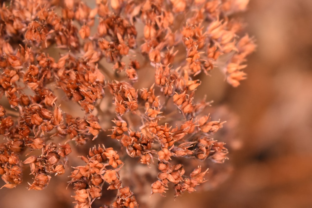 brown and white flower in macro shot