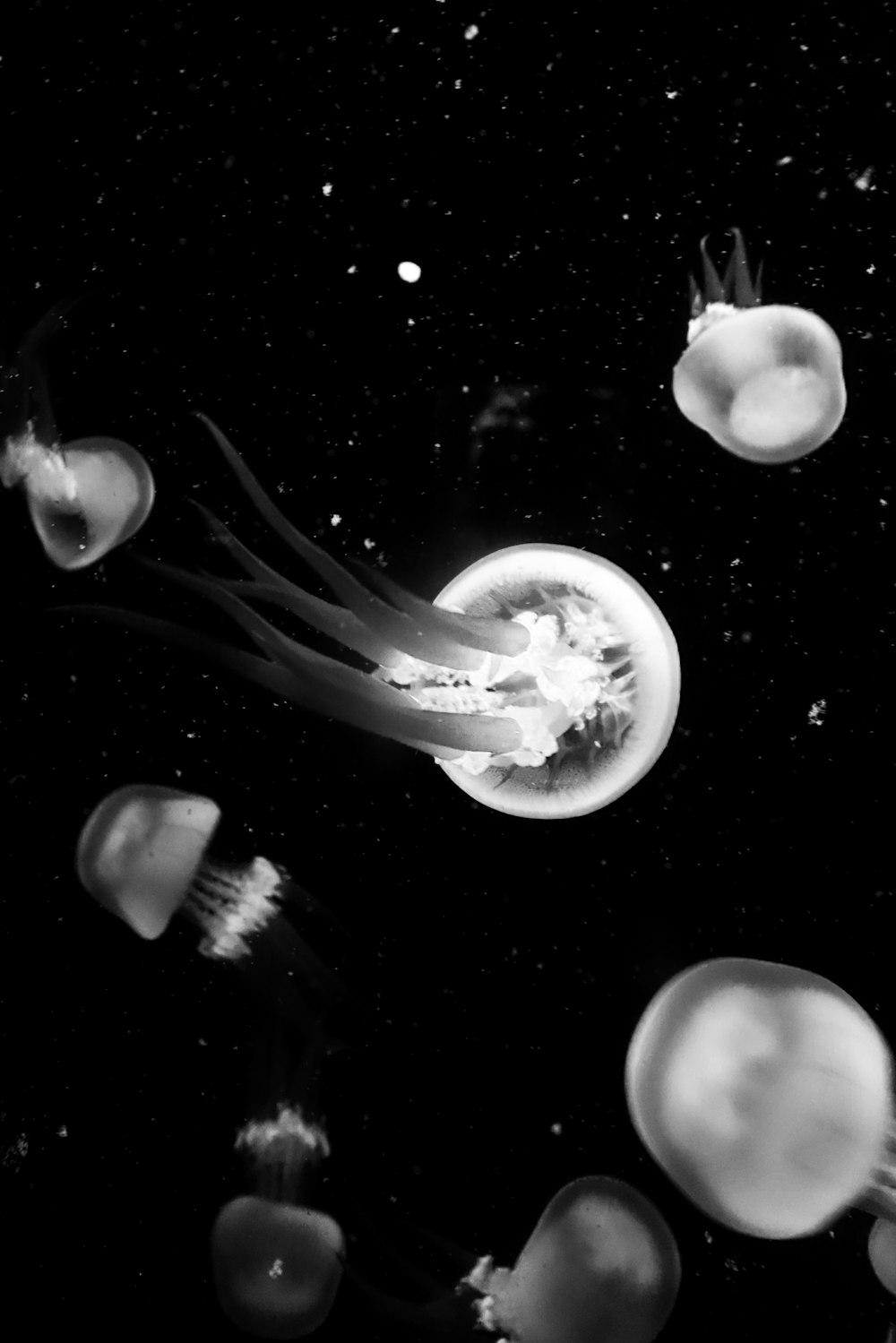 white and black jellyfish illustration