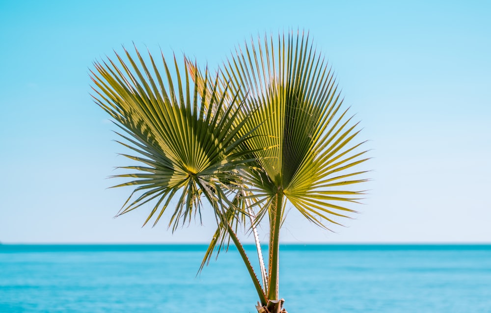 green palm tree near sea during daytime