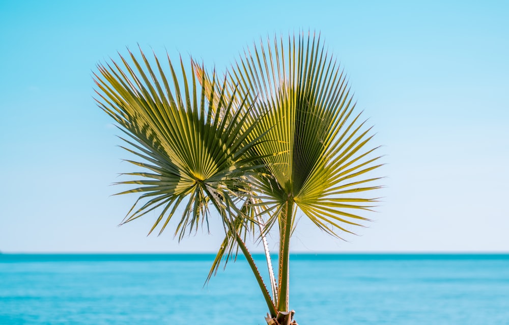 Grüne Palme in der Nähe des Meeres während des Tages