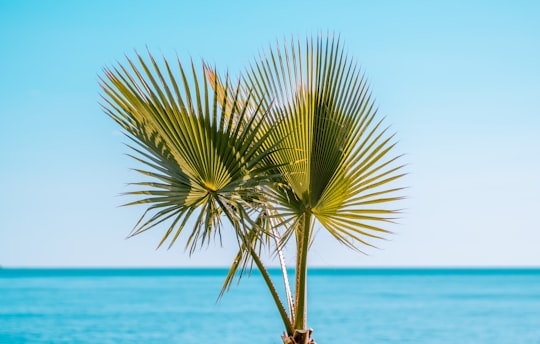 green palm tree near sea during daytime in La Cala de Mijas Spain