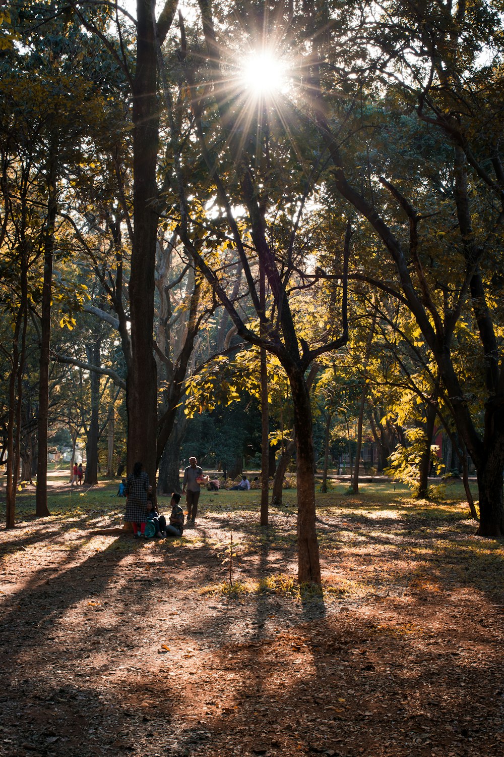 persone che camminano sul sentiero tra gli alberi durante il giorno