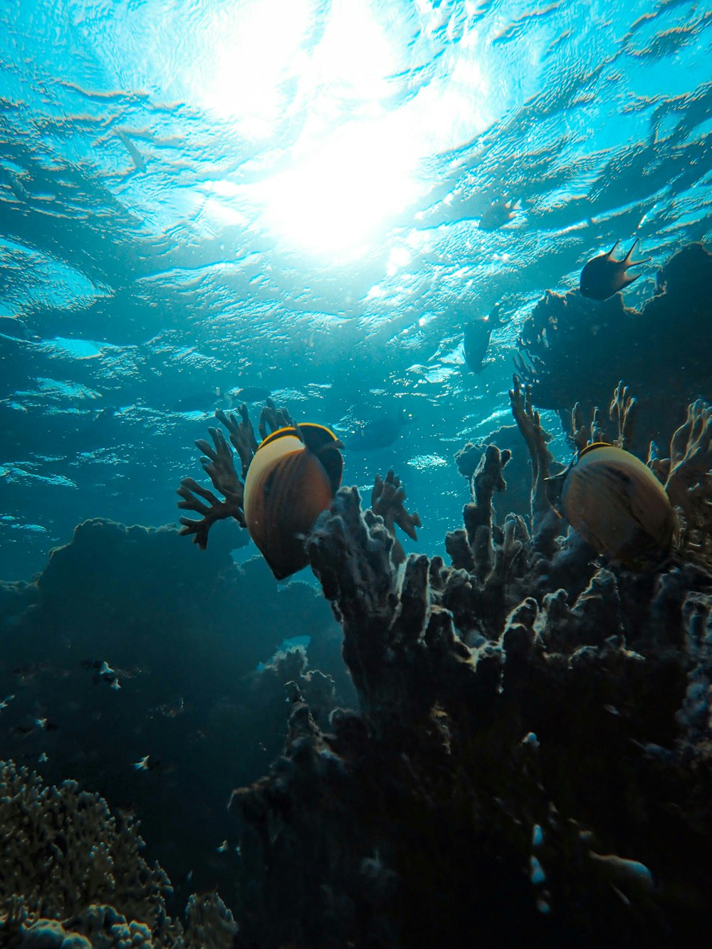 yellow and black fish under water