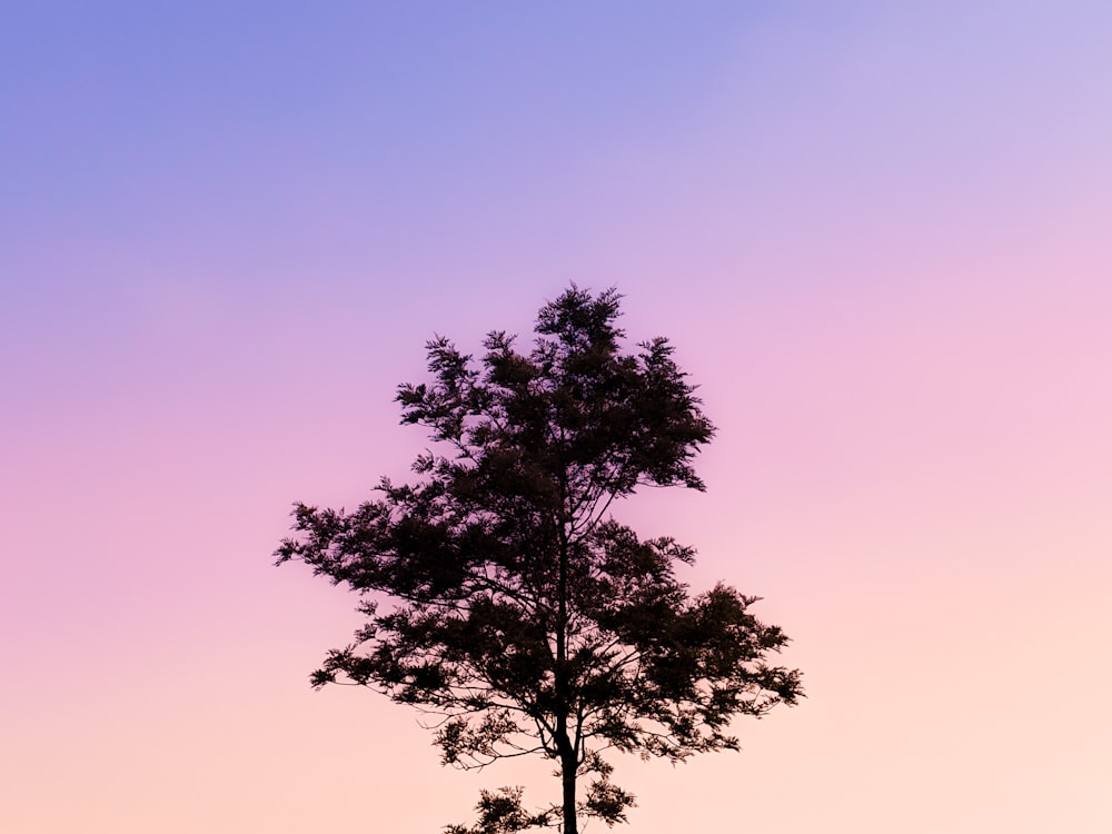 Grüner Baum unter blauem Himmel während des Tages