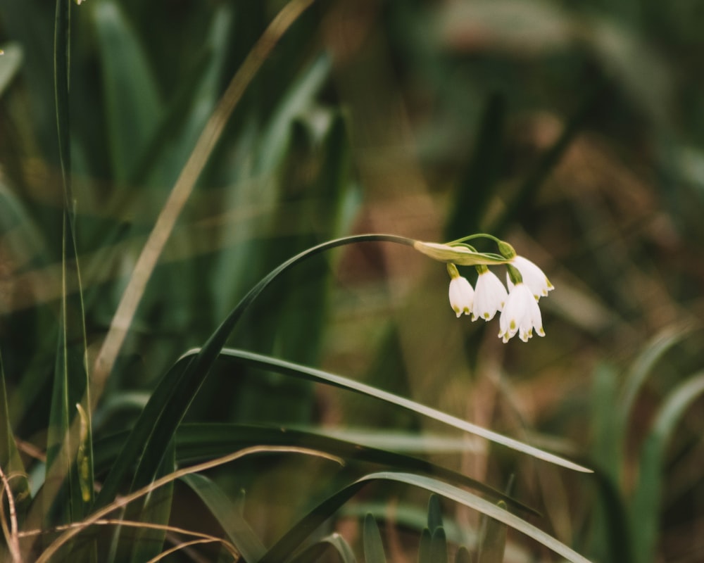 white flower in tilt shift lens