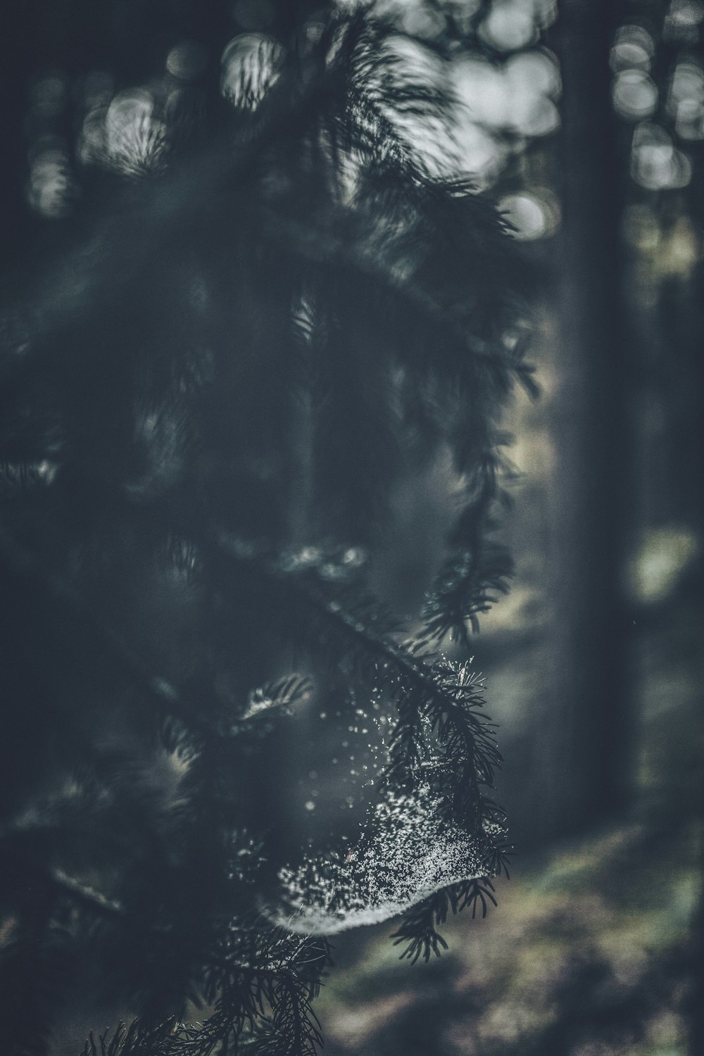 green pine tree with water droplets