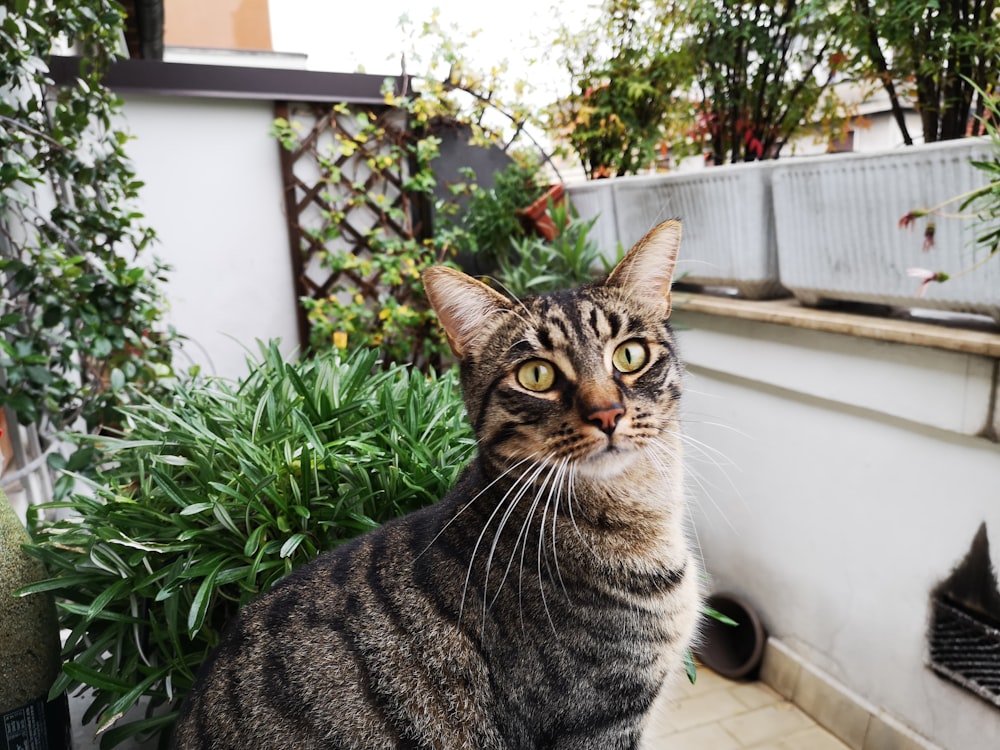 brown tabby cat near green plant