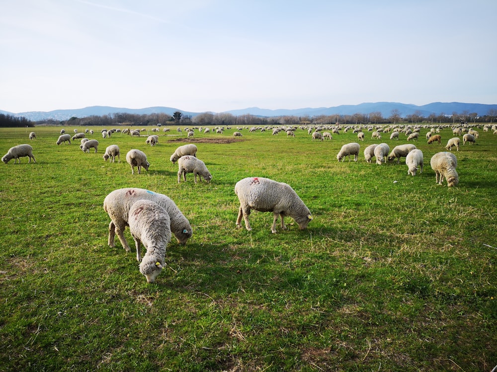 herd of sheep on green grass field during daytime