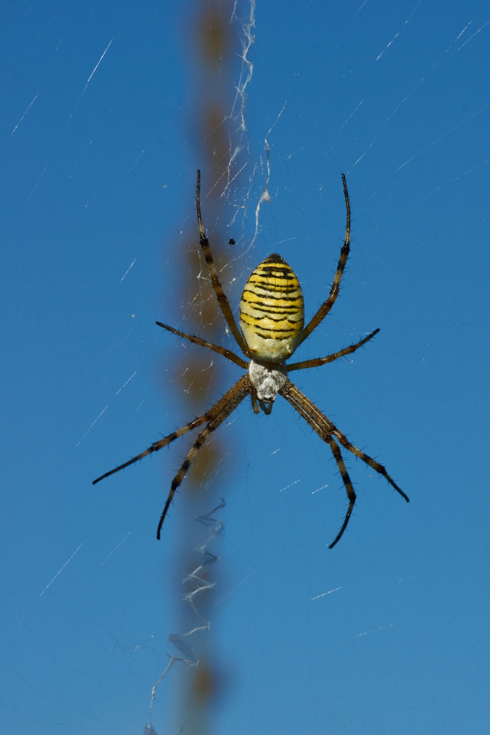 yellow and black spider on web