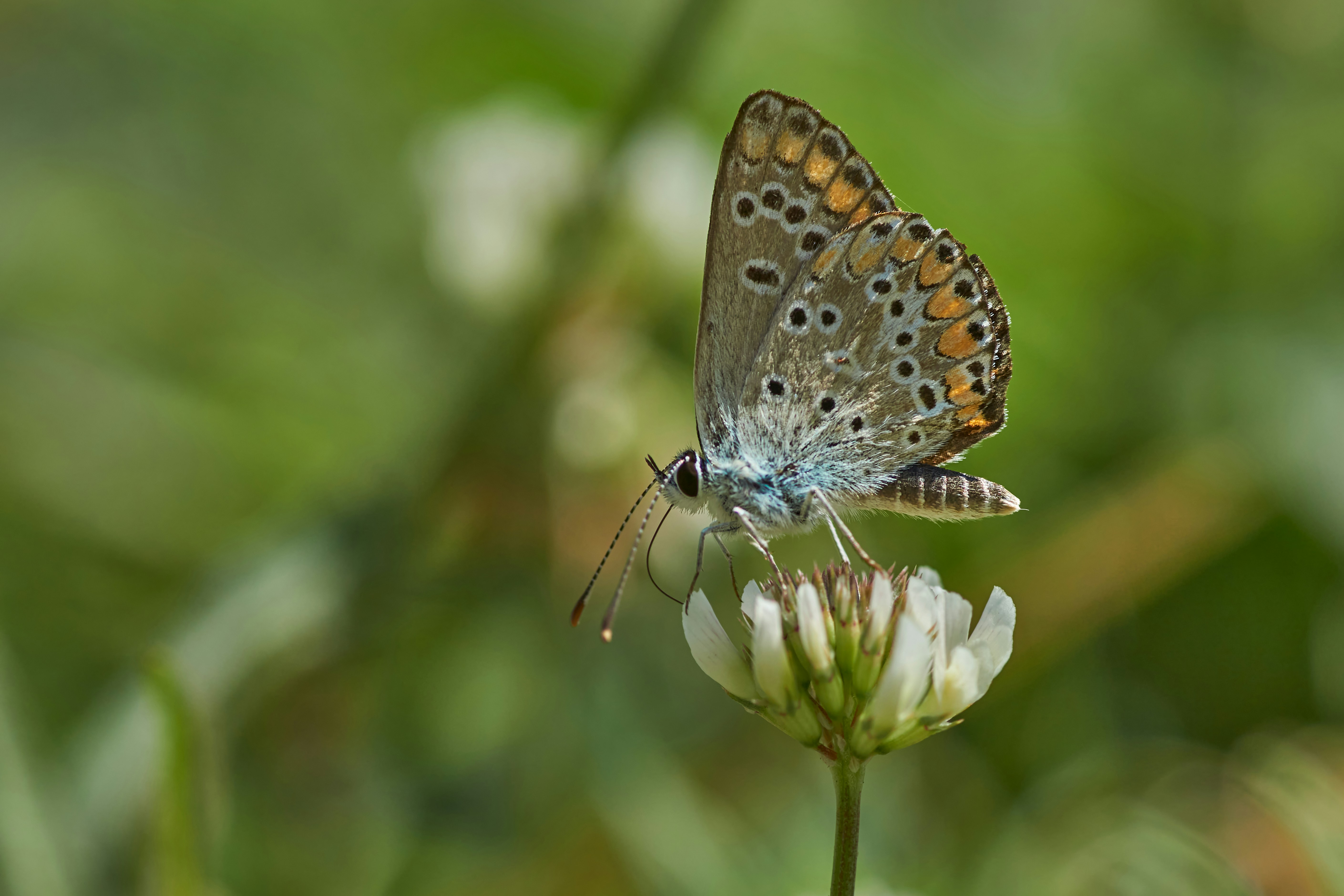 Photo by wolfgang_hasselmann