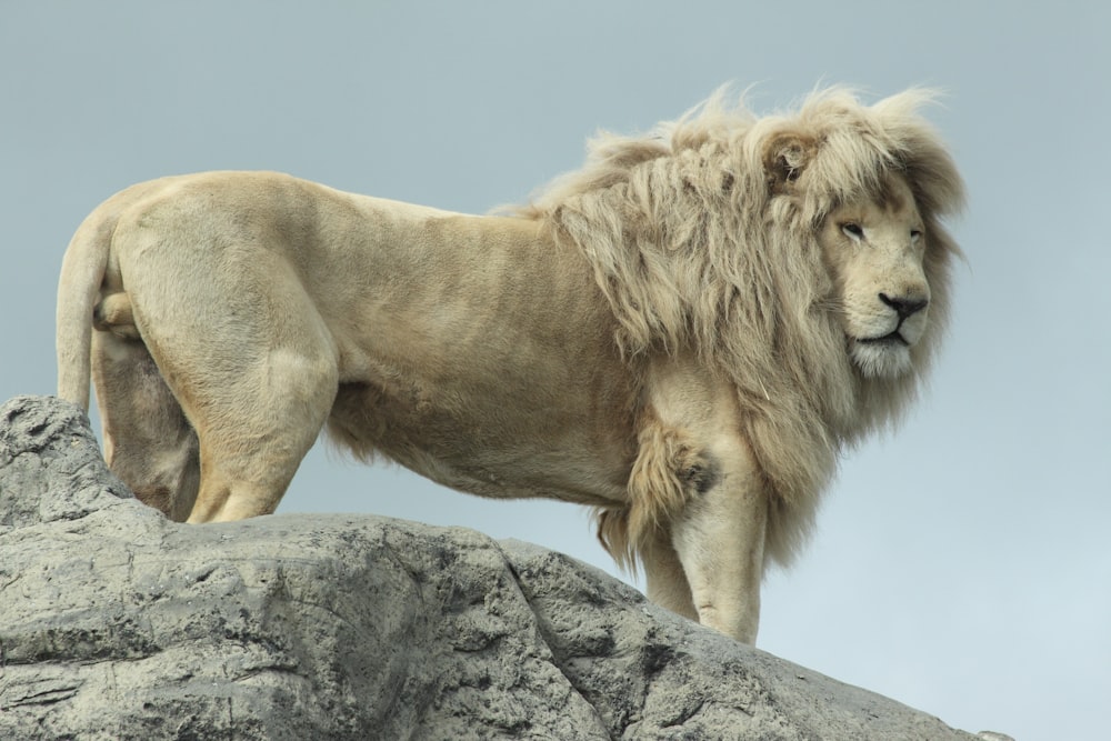 brown lion on gray rock during daytime