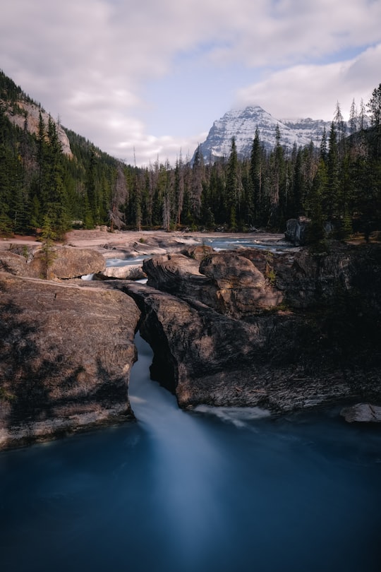 green pine trees near river during daytime in Natural Bridge Canada