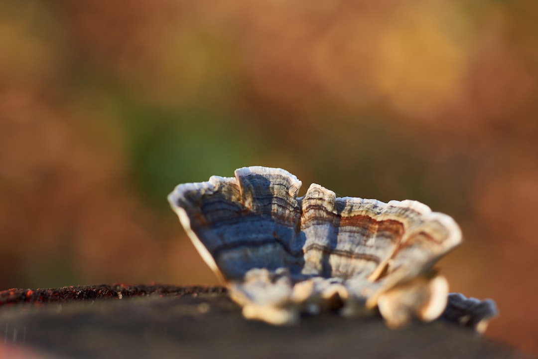 white and brown seashell on brown soil