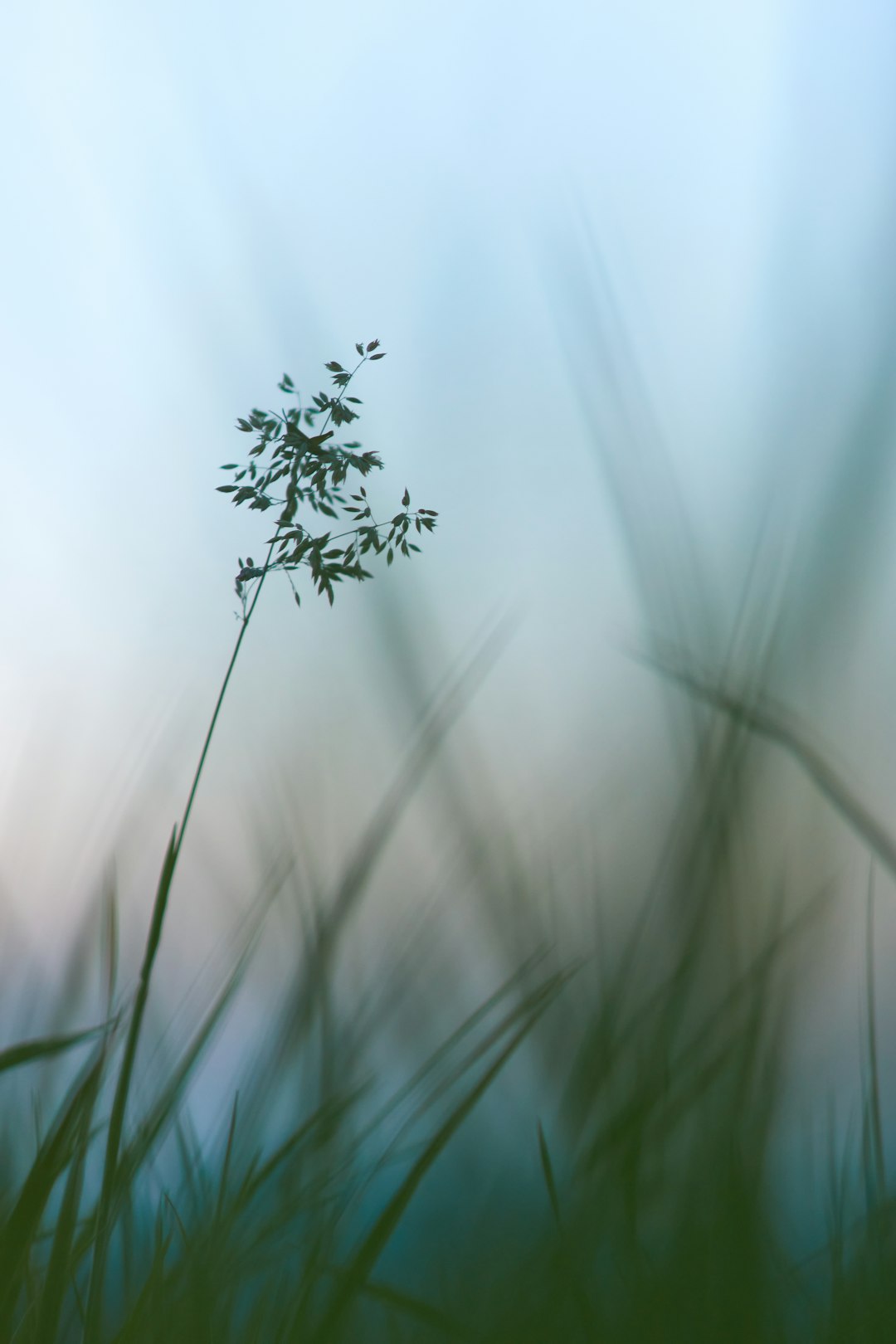 green plant in close up photography