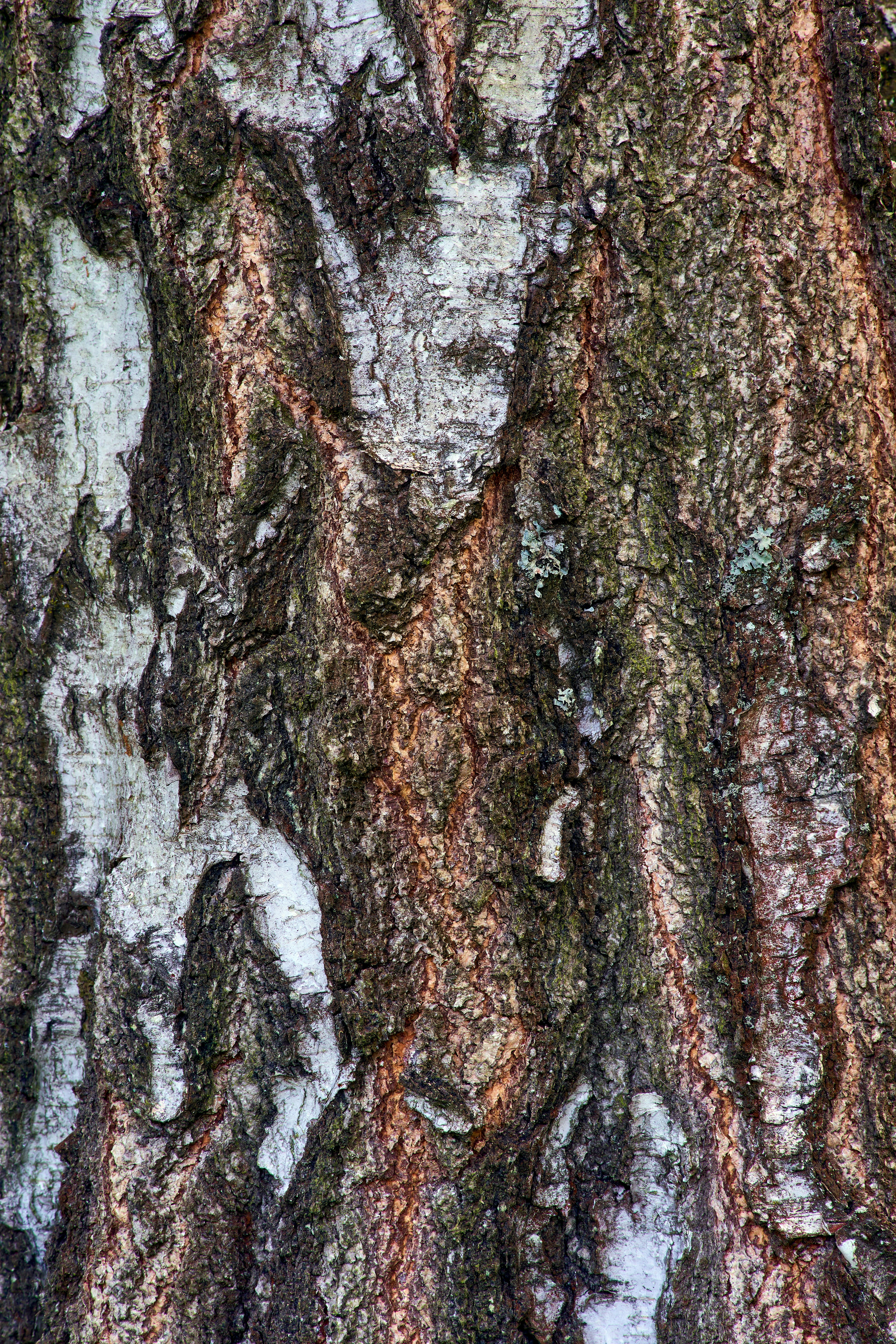 Photo by wolfgang_hasselmann