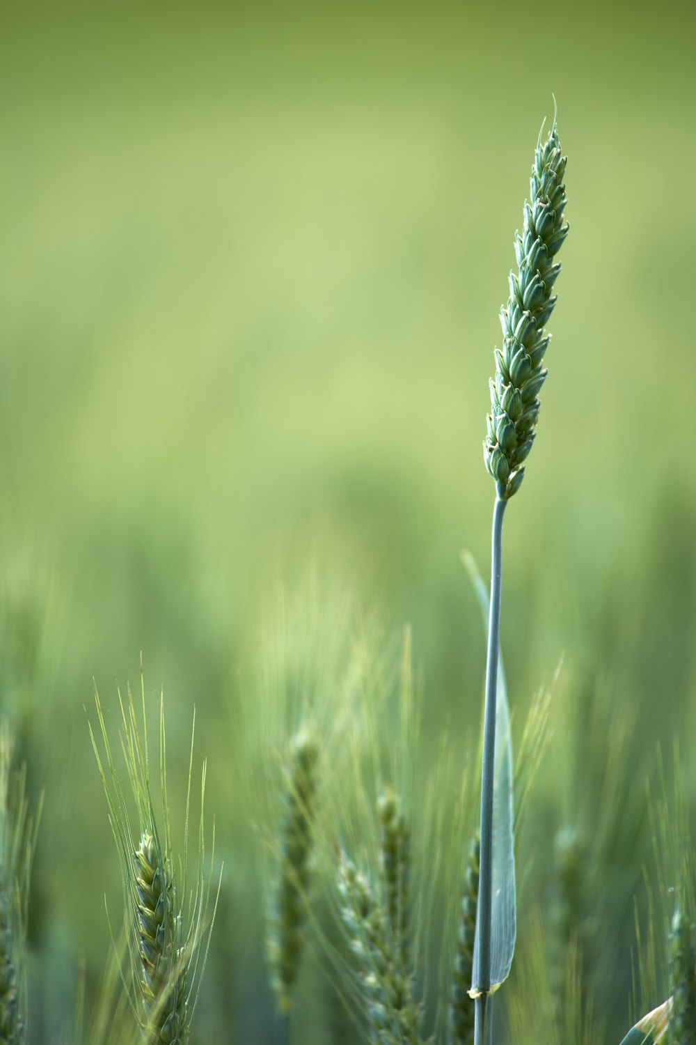 green wheat in close up photography