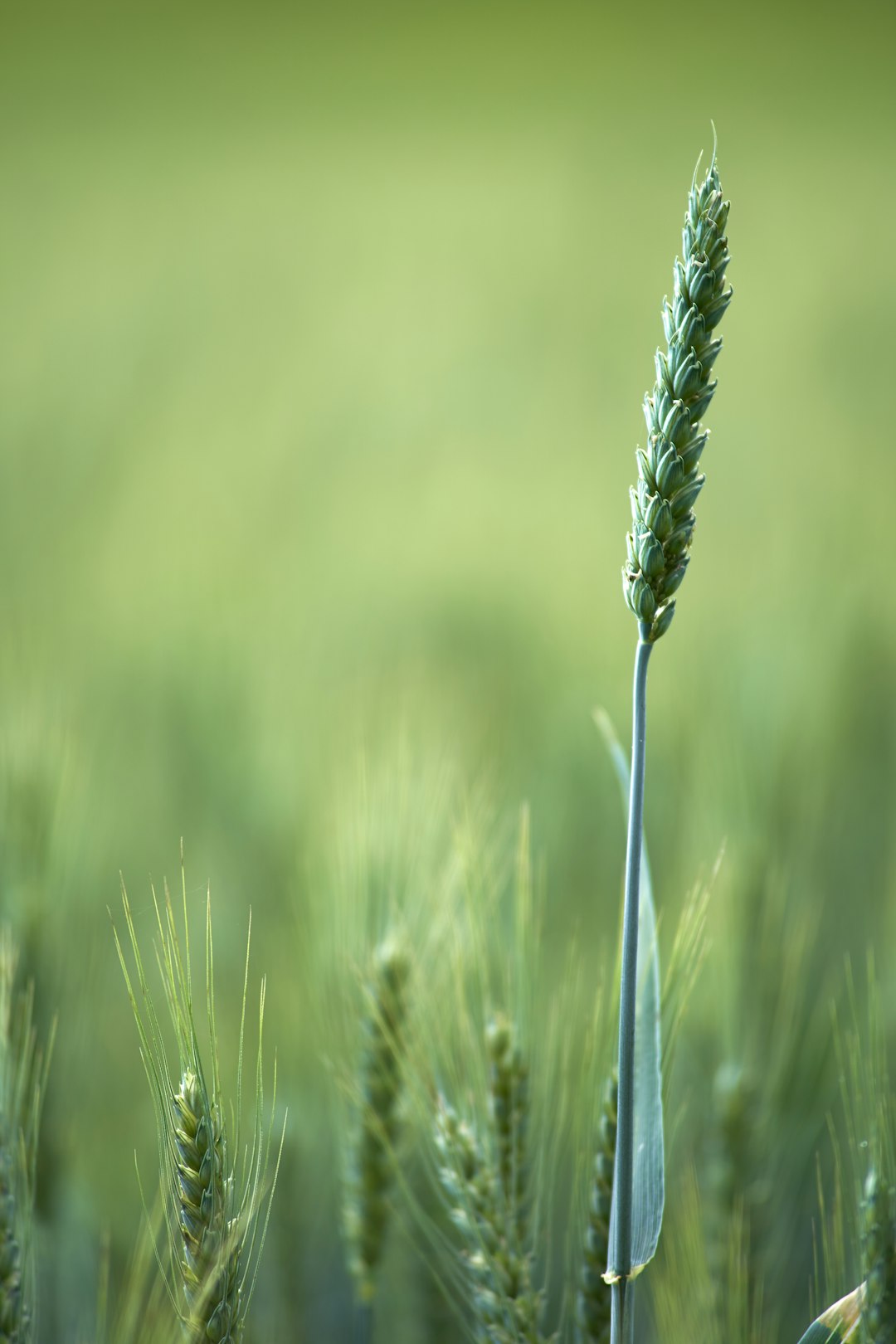 green wheat in close up photography