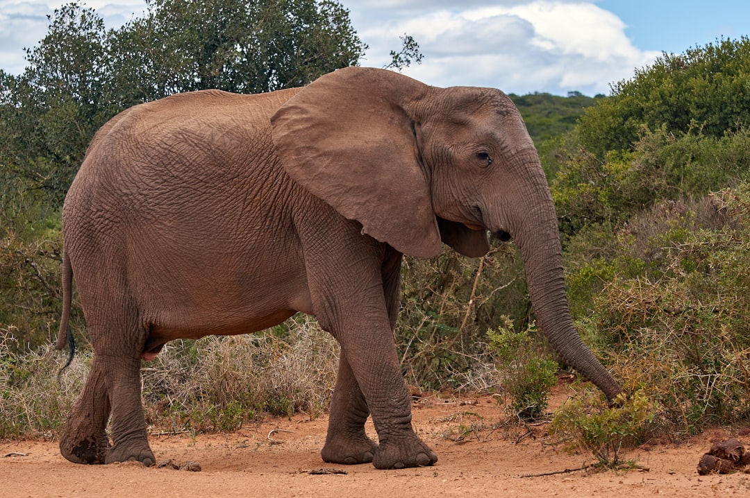 brown elephant walking on brown dirt during daytime