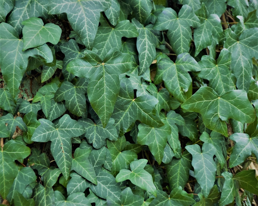 green leaves plant during daytime