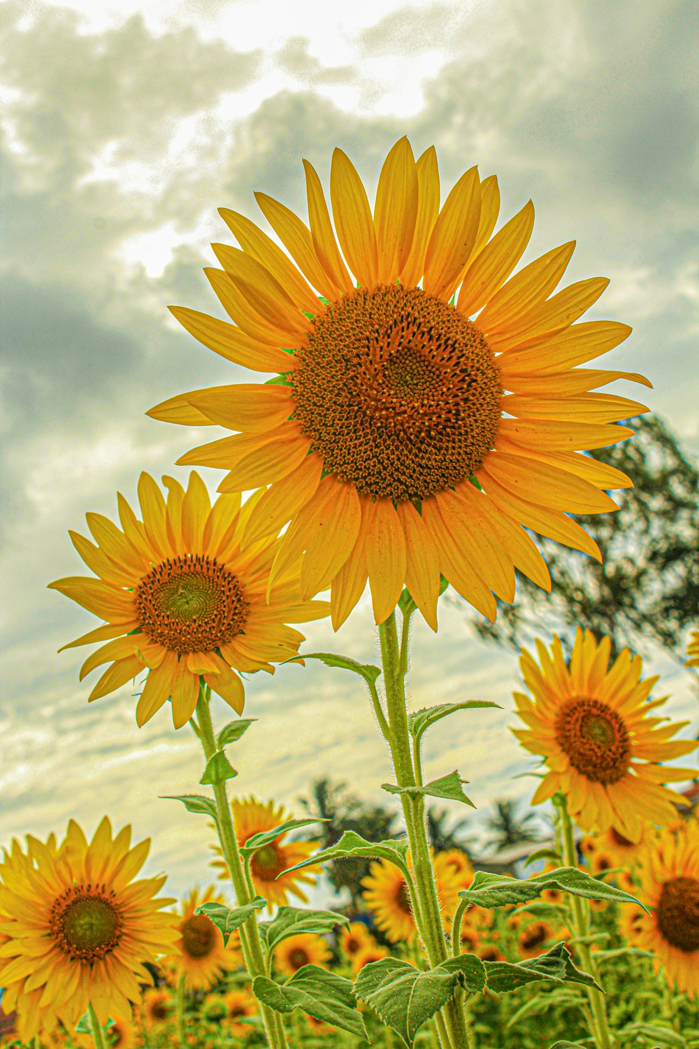 Girasol amarillo en fotografía de primer plano