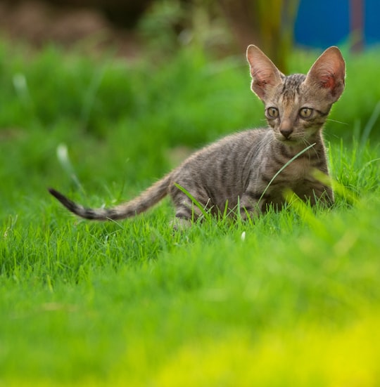 brown tabby cat on green grass during daytime in Modinagar India