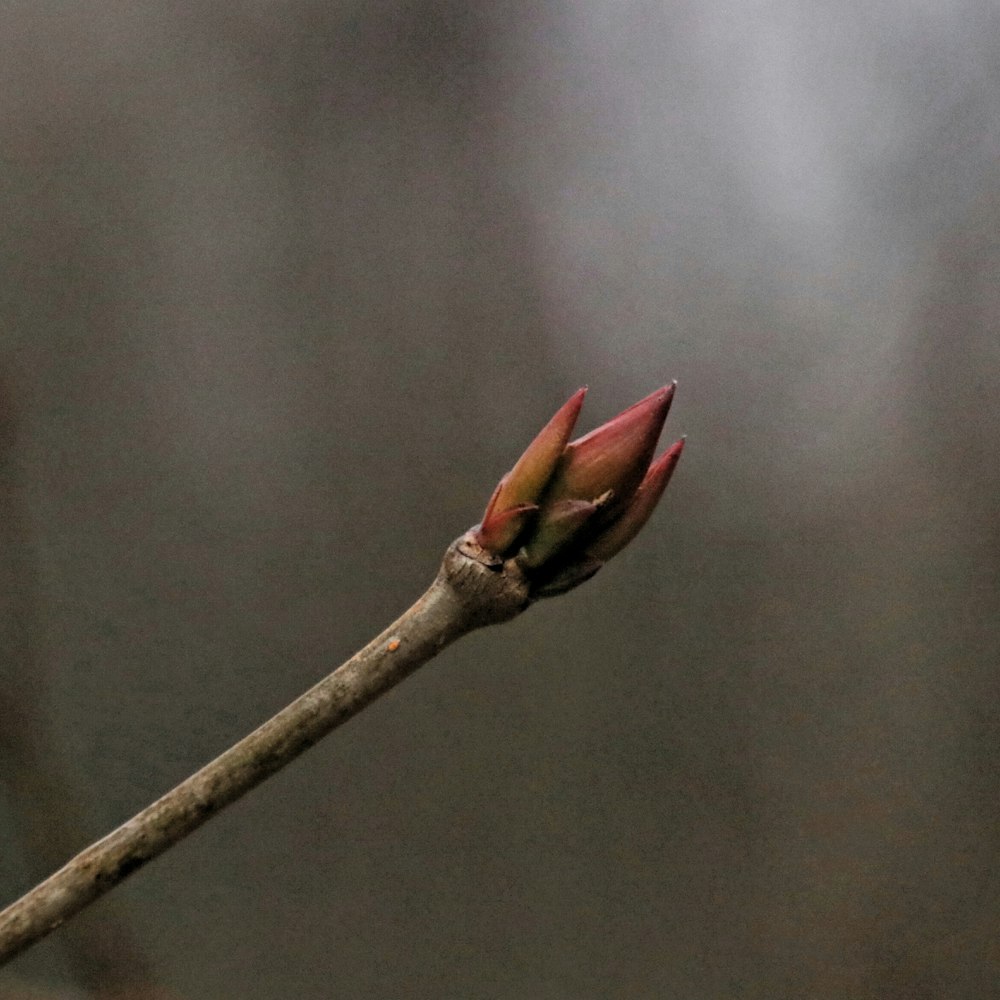 red leaf on brown tree branch