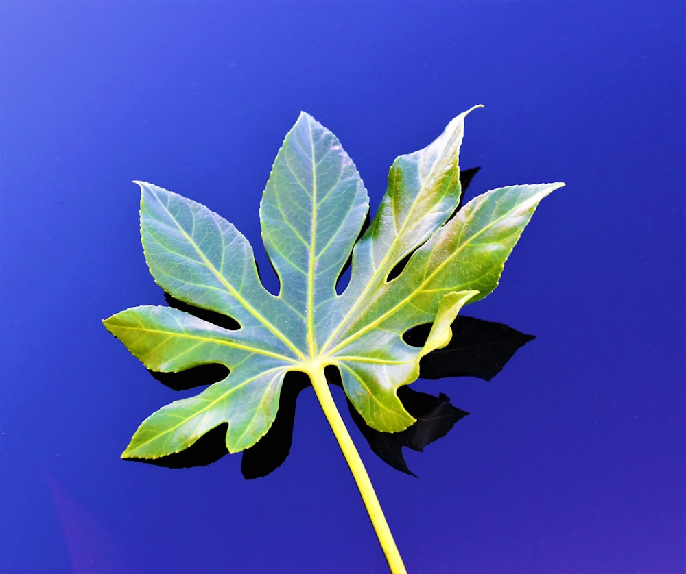 green leaf on purple background