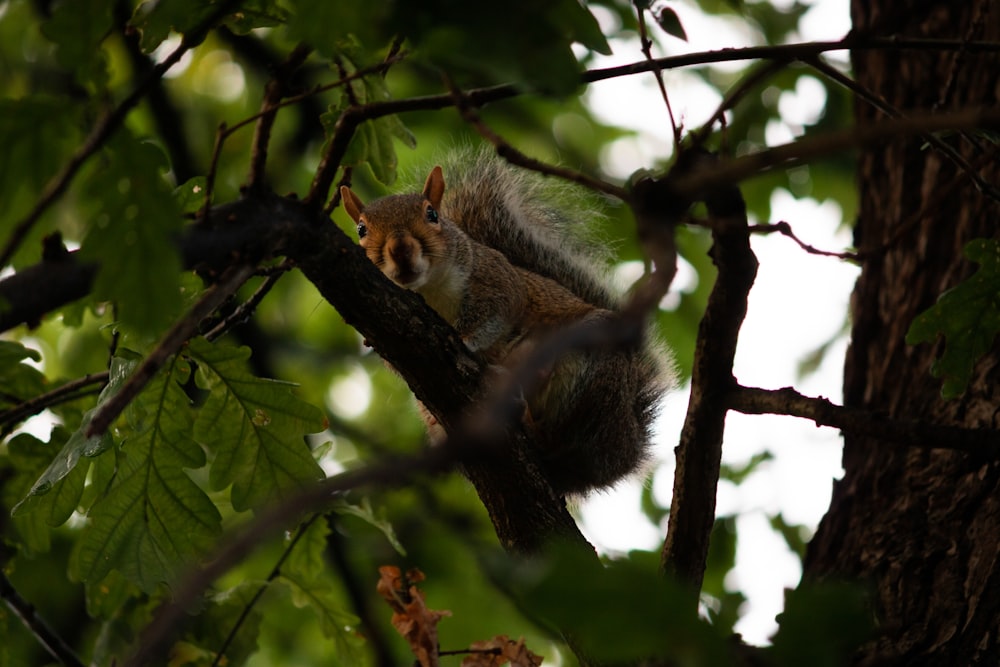 brown squirrel on tree branch during daytime