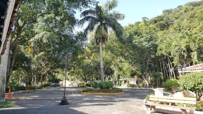 A tranquil park area featuring various large green trees, a paved walkway, a wooden bench, and several orange traffic cones. Cars are parked in the background, and a lamppost stands near the center. The environment is lush and vibrant with dense foliage in the background.