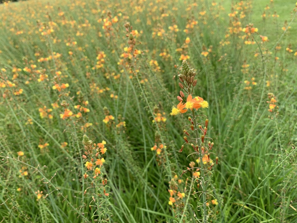 yellow flower on green grass field during daytime