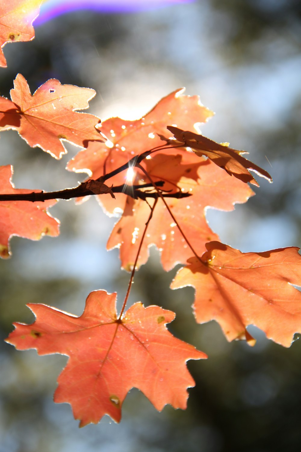 brown maple leaf in tilt shift lens