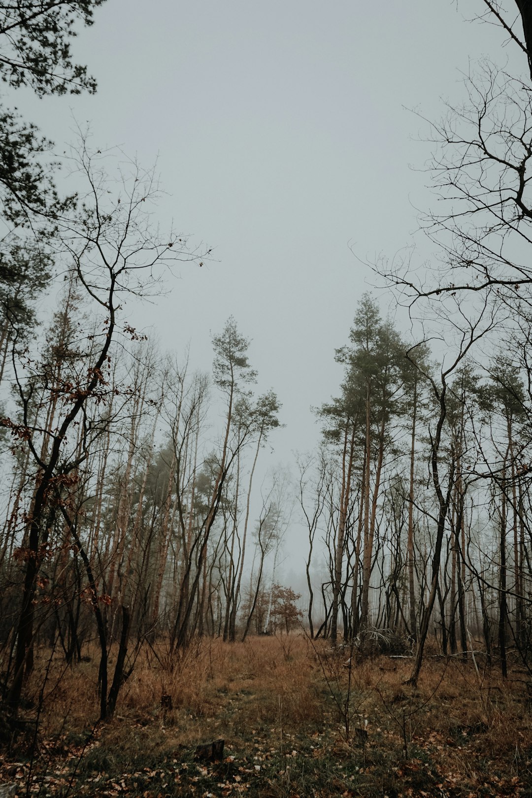 brown leafless trees under white sky during daytime