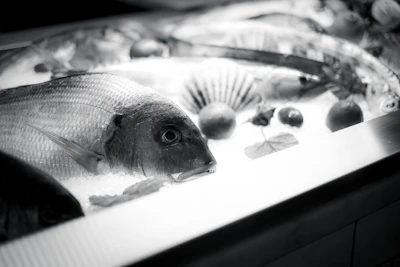 Monochrome image of fresh seafood arranged on crushed ice with elegant black background