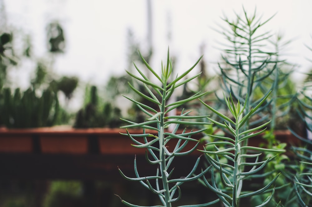 green plant in tilt shift lens