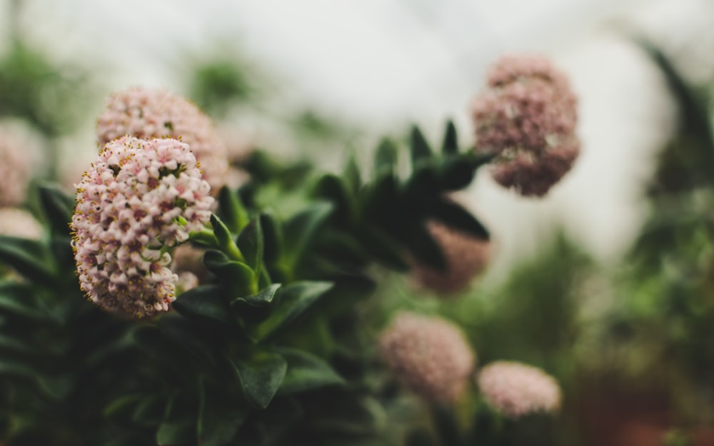 white and pink flower in tilt shift lens