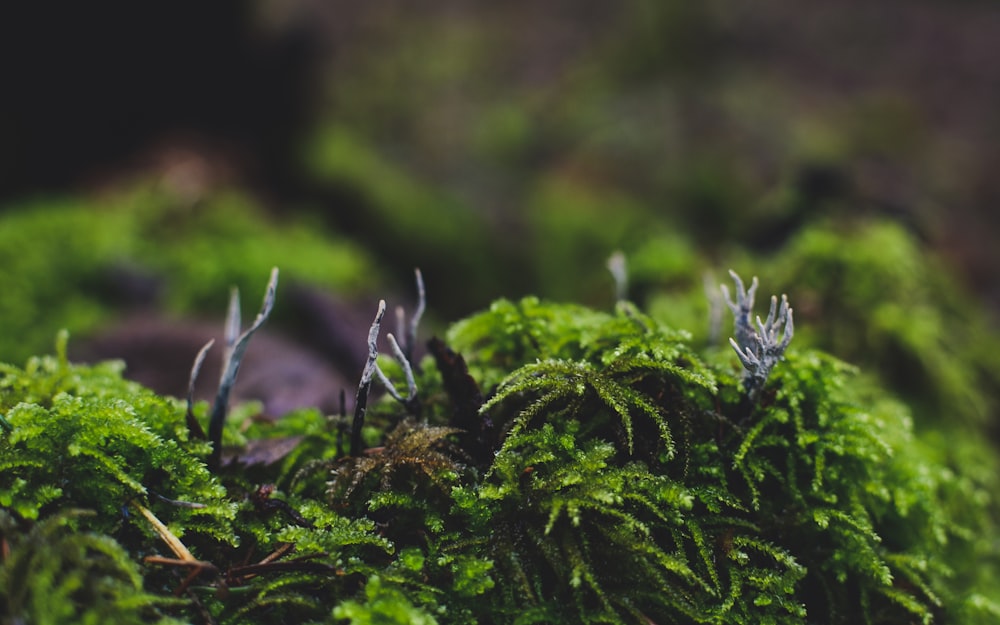 green moss on brown tree trunk