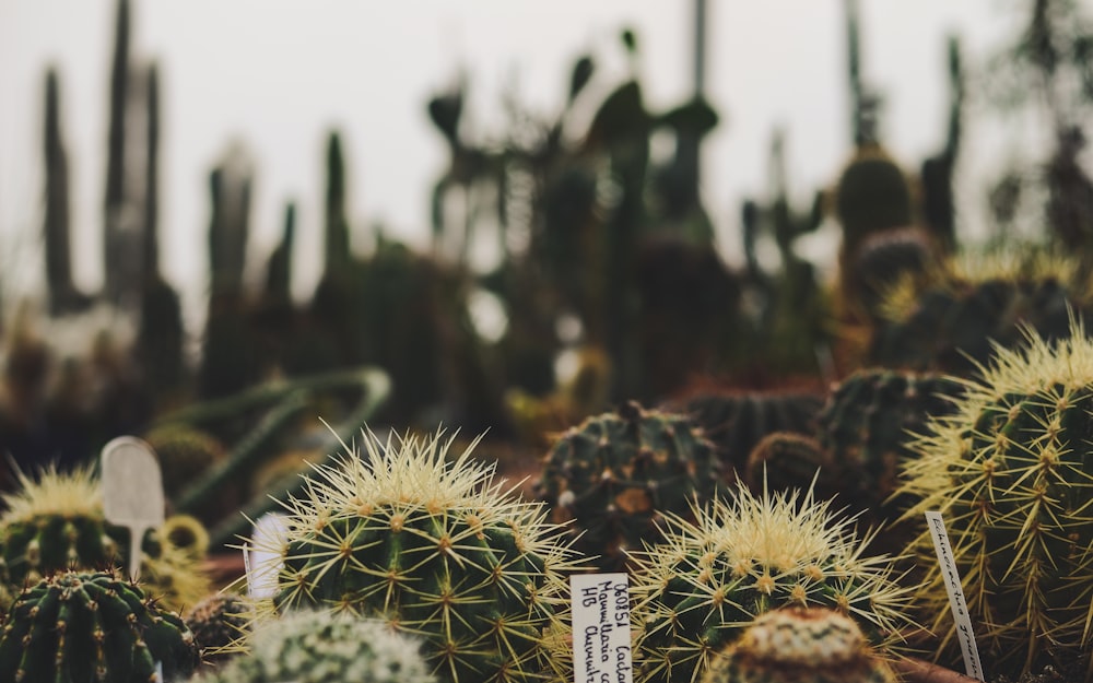 green cactus in close up photography