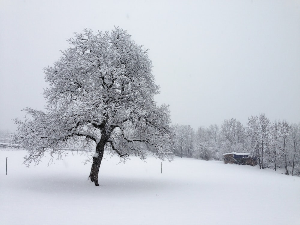 black bare tree on snow covered ground