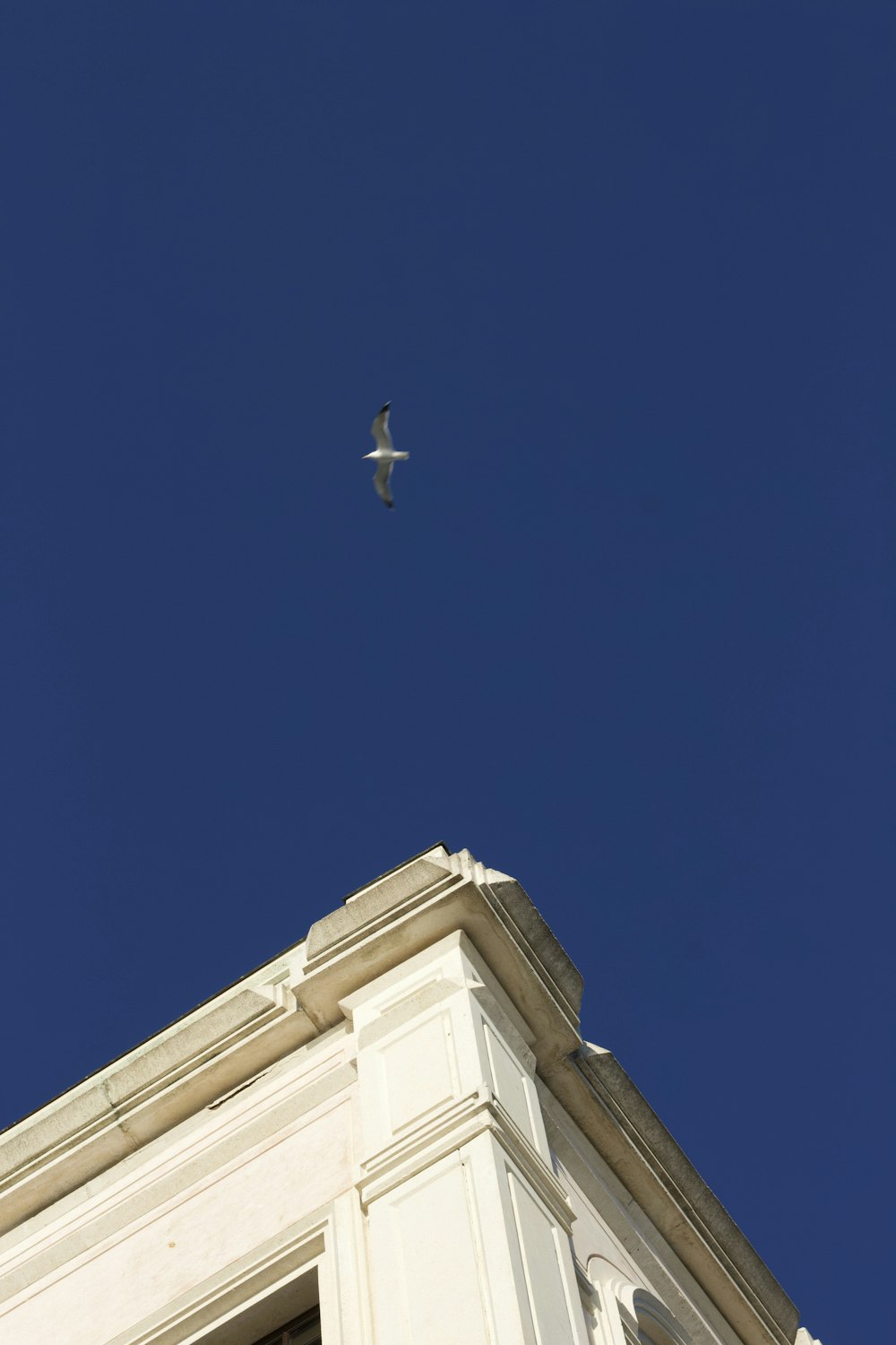 pájaro blanco volando bajo el cielo azul durante el día