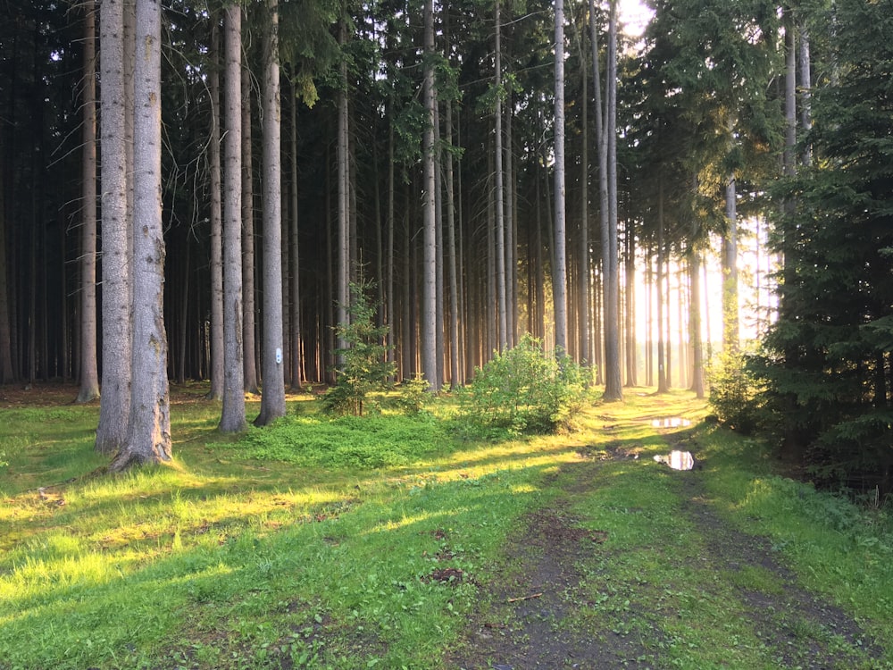 green grass field with trees during daytime