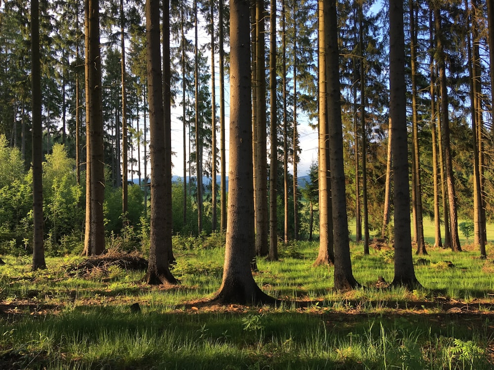 green grass field with trees