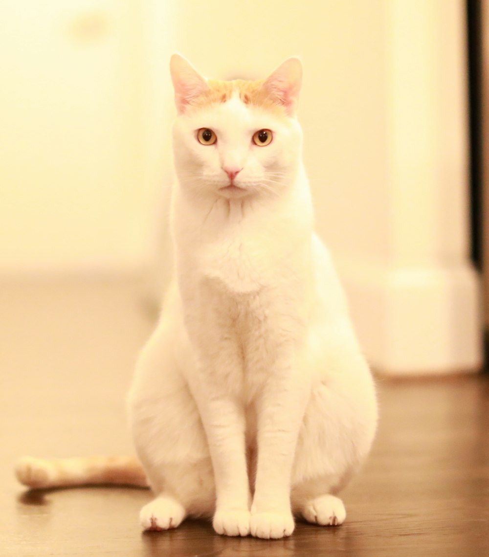 weiße Katze auf braunem Holztisch