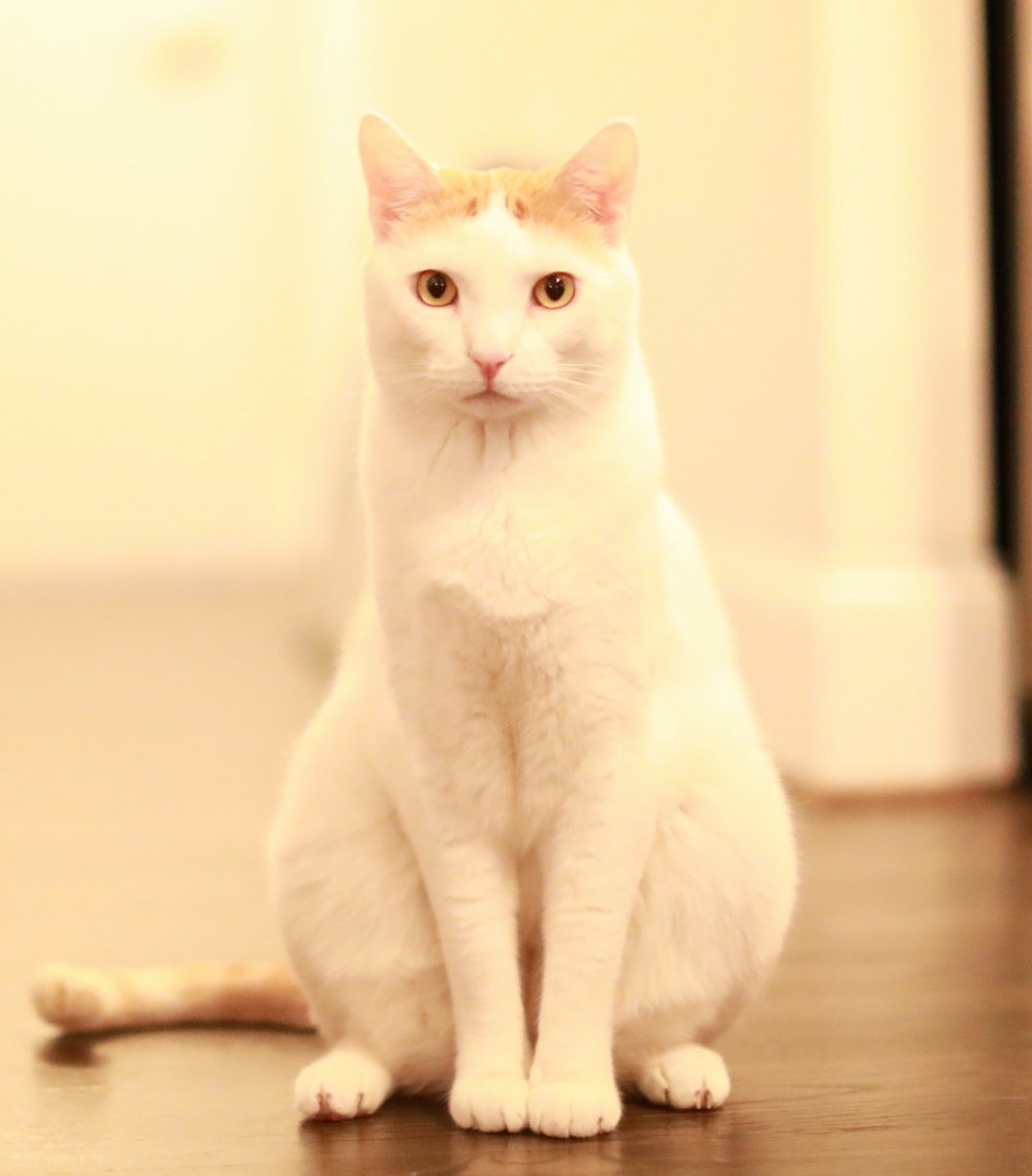 gato blanco sobre mesa de madera marrón