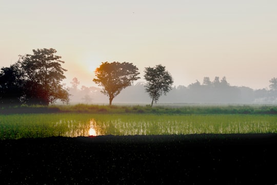 green grass field during daytime in Naogaon Bangladesh