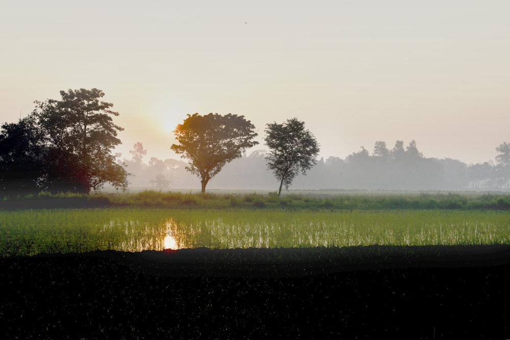 green grass field during daytime